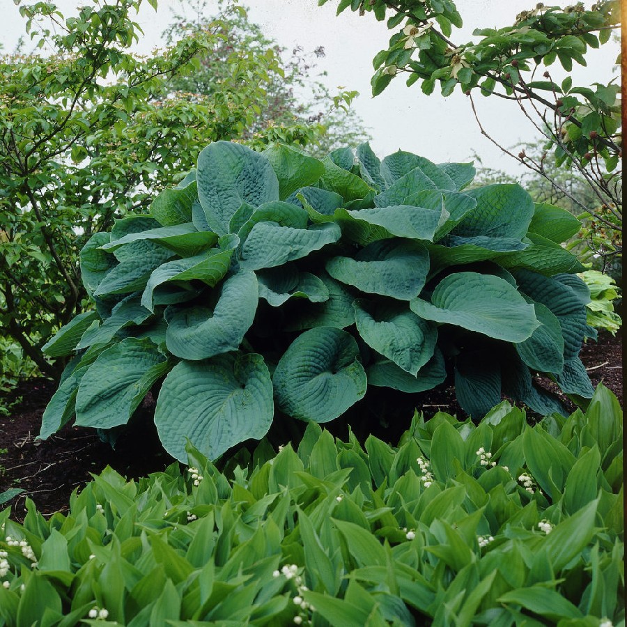 Hosta sieboldiana 'Big Daddy'